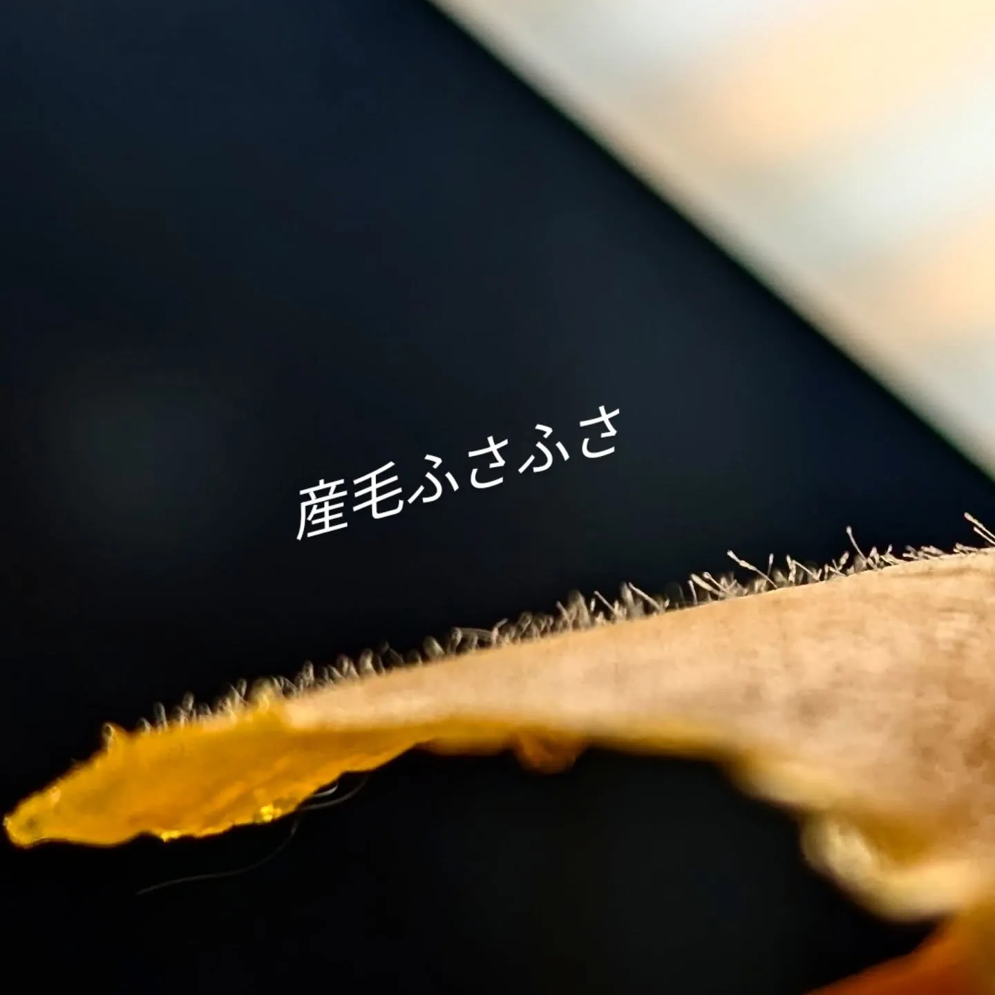 【新メニュー美肌サポートフェイシャルWAX】